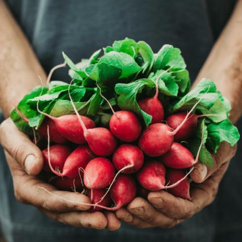 Spring Vegetables (2025)